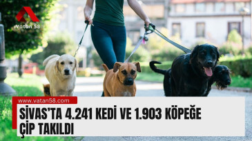 Sivas’ta  4.241 kedi ve 1.903 köpeğe çip takıldı