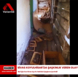ayı