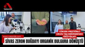 zeron buğdayı