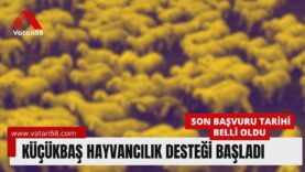sivas hayvancılık