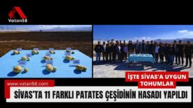 sivas patates